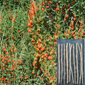 Goji Berry Cuttings – Lycium barbarum – Fruit Shrub, Unrooted, 10 Pieces