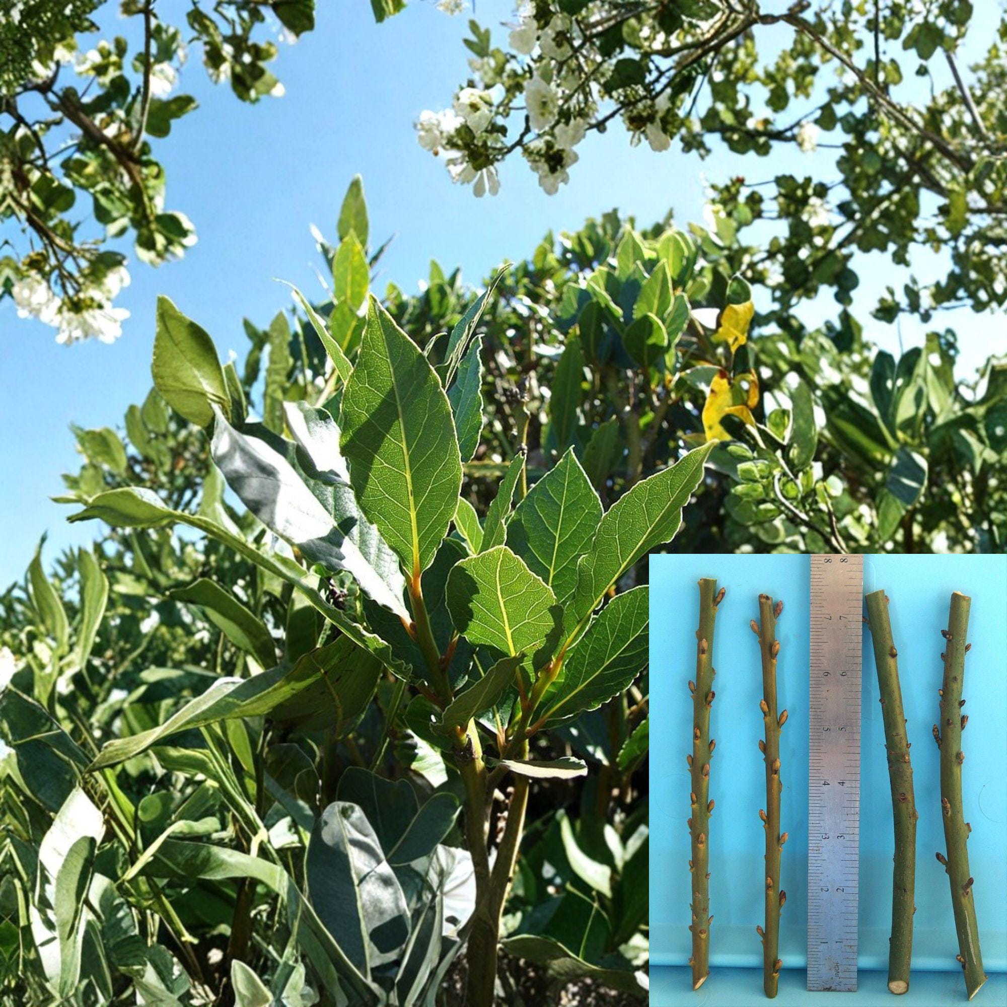 Bay Laurel Cuttings – 4 Unrooted Laurus nobilis Propagation Material for Grafting and Growing