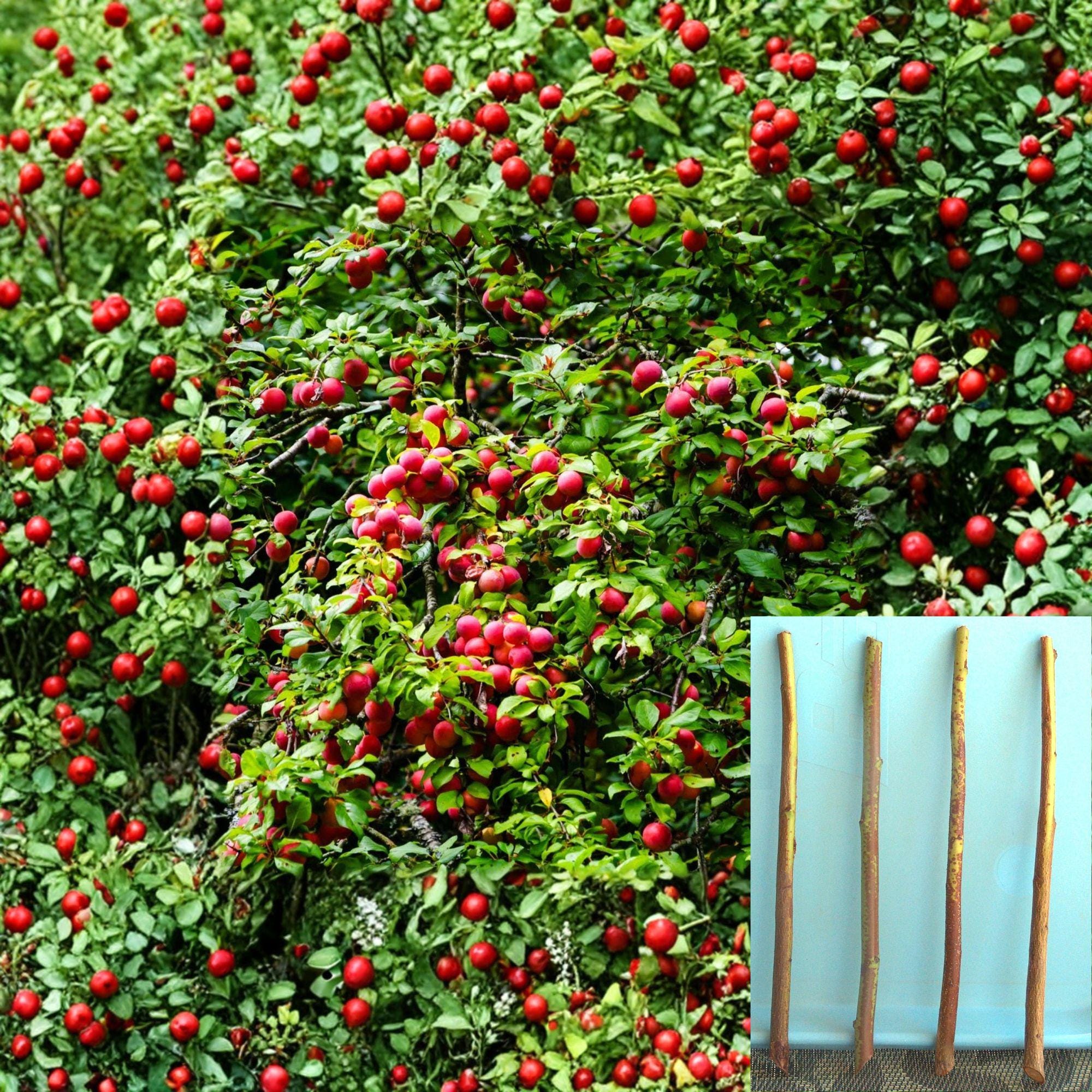 Plum Rootstock Semi Dwarf Cuttings – Prunus domestica – Fruit Tree Propagation Unrooted Grafting Stock