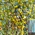 Sour Jujube Cuttings – Ziziphus jujuba – Fruit Tree Propagation, Grafting Rootstock, Edible Small Fruit, Drought Tolerant Plant