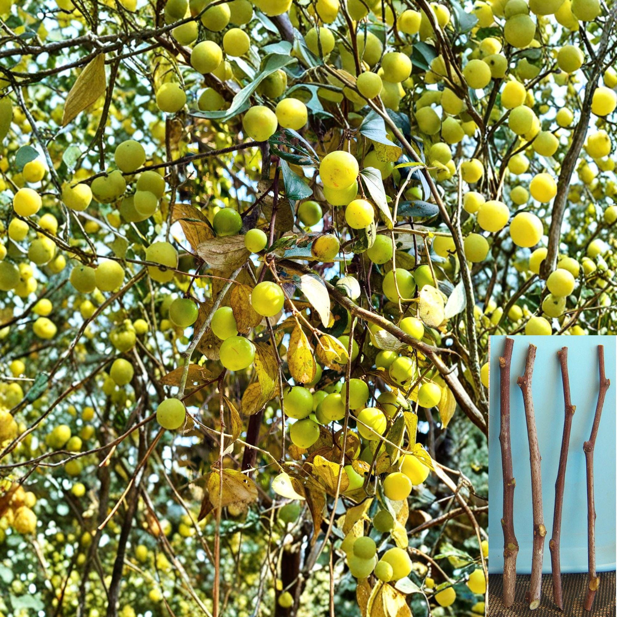 Sour Jujube Cuttings – Ziziphus jujuba – Fruit Tree Propagation, Grafting Rootstock, Edible Small Fruit, Drought Tolerant Plant