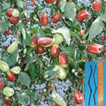 Lang Jujube Cuttings – Unrooted Ziziphus jujuba Grafting Material for Fruit Tree Variety Change