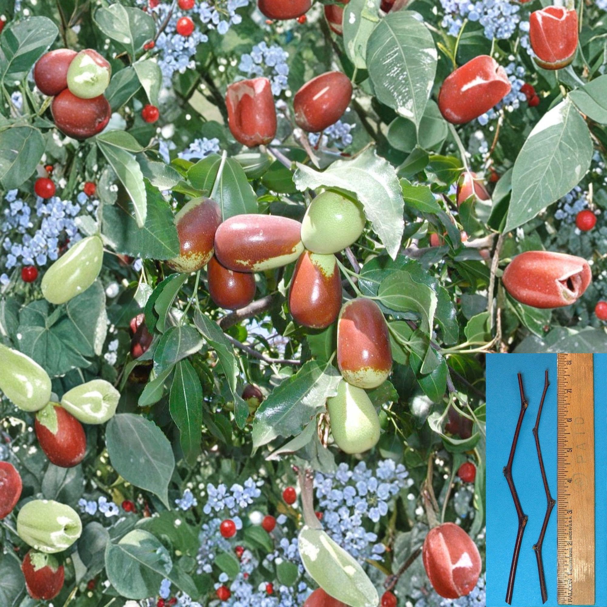 Lang Jujube Cuttings – Unrooted Ziziphus jujuba Grafting Material for Fruit Tree Variety Change