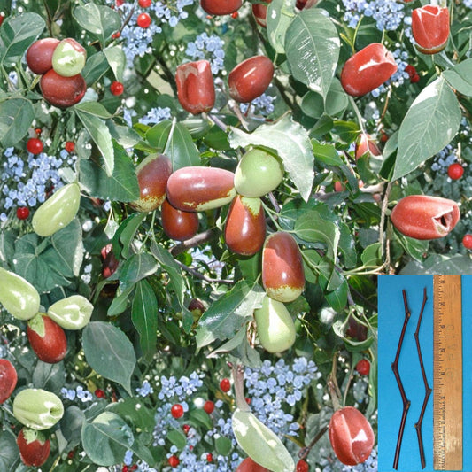 Lang Jujube Cuttings – Unrooted Ziziphus jujuba Grafting Material for Fruit Tree Variety Change