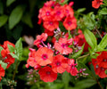 Phlox Orange Perfection Bare Root Plant – Fragrant Summer Perennial, Zone 4-8, Bright Orange Flowers, Pollinator Attracting, Phlox paniculata