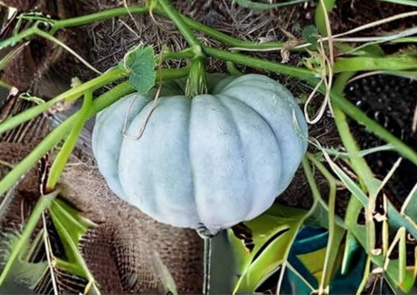 Jarrahdale Blue Pumpkin Seeds – Queensland Cinderella Heirloom Variety for Garden Planting, Blue Grey Flesh, Easy to Grow