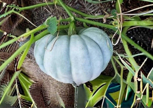 Jarrahdale Blue Pumpkin Seeds – Queensland Cinderella Heirloom Variety for Garden Planting, Blue Grey Flesh, Easy to Grow