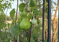 Purple Martin Birdhouse Gourd Seeds | Heirloom Garden Seeds for Planting | Ornamental & Craft Gourd Variety