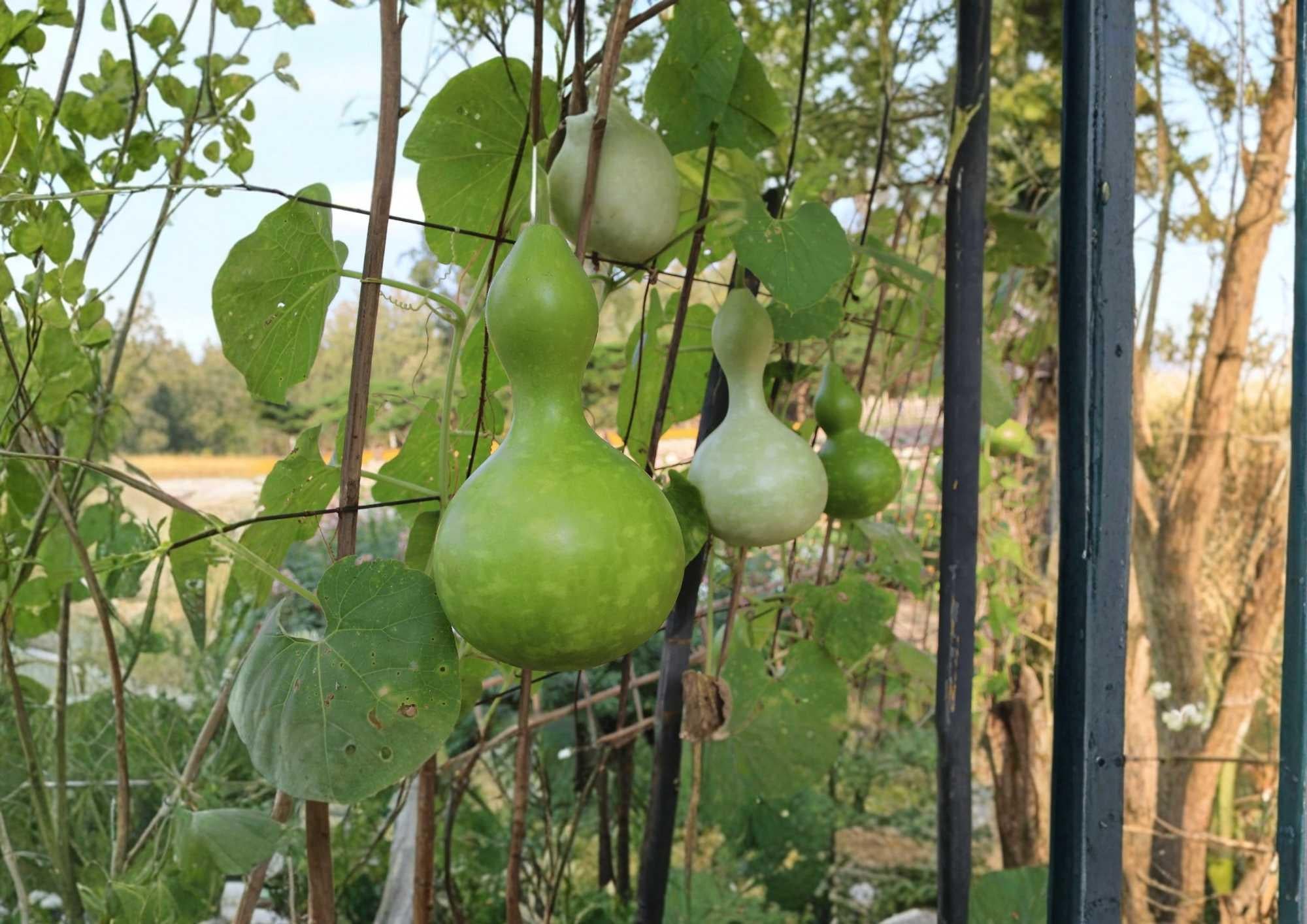 Purple Martin Birdhouse Gourd Seeds | Heirloom Garden Seeds for Planting | Ornamental & Craft Gourd Variety