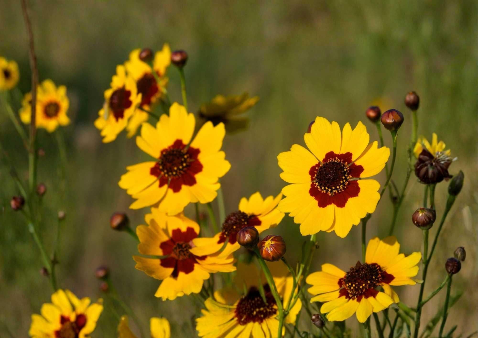 Gloriosa Daisy Seeds 500+ Heirloom Flower Seeds Bright Golden Red Blooms Pollinator Friendly Garden Planting