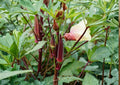 Texas Hill Country Red Okra Seeds – Heirloom Non-GMO Vegetable Seeds for Garden, Deep Red Tender Pods, High Yield Variety
