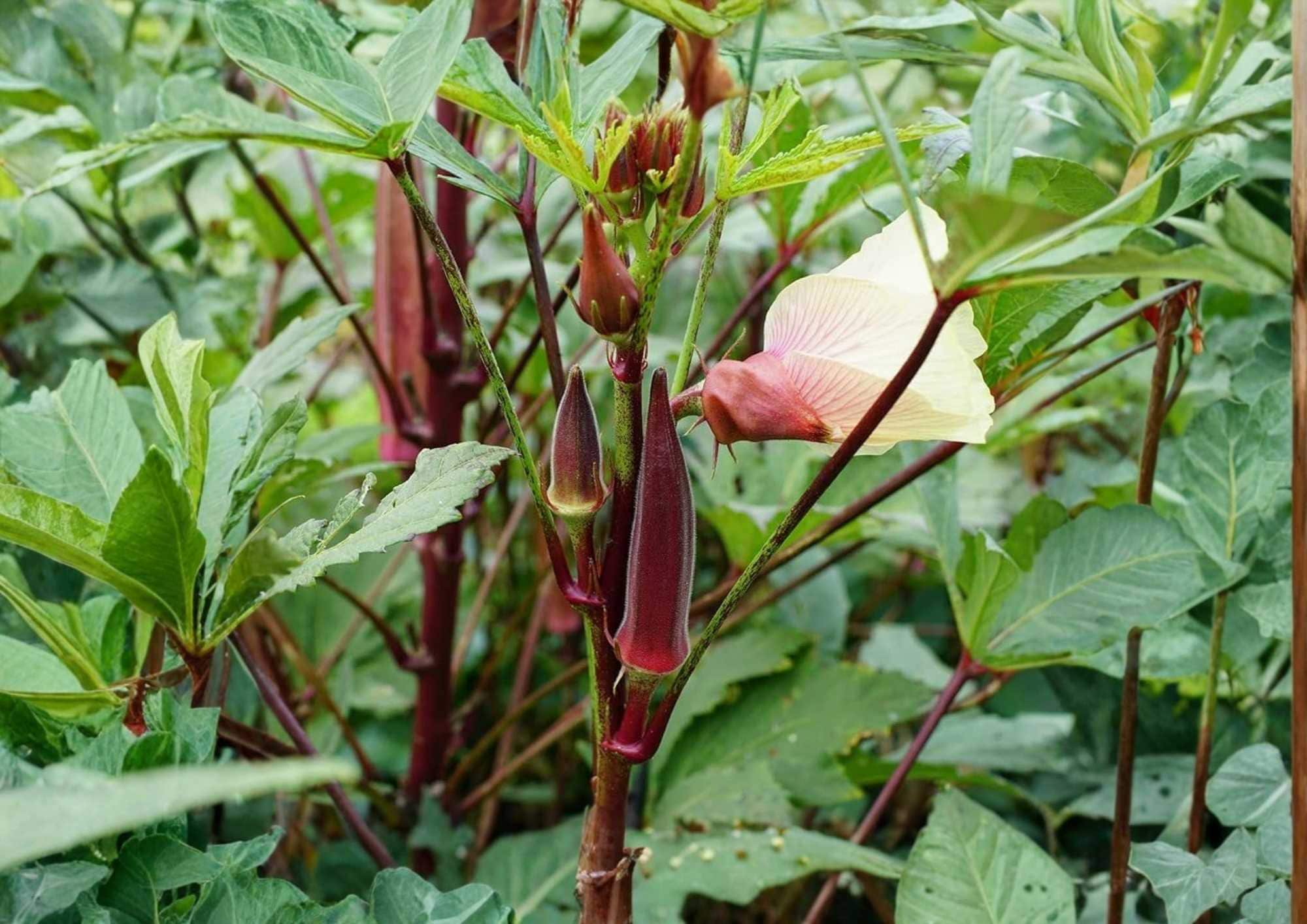 Texas Hill Country Red Okra Seeds – Heirloom Non-GMO Vegetable Seeds for Garden, Deep Red Tender Pods, High Yield Variety
