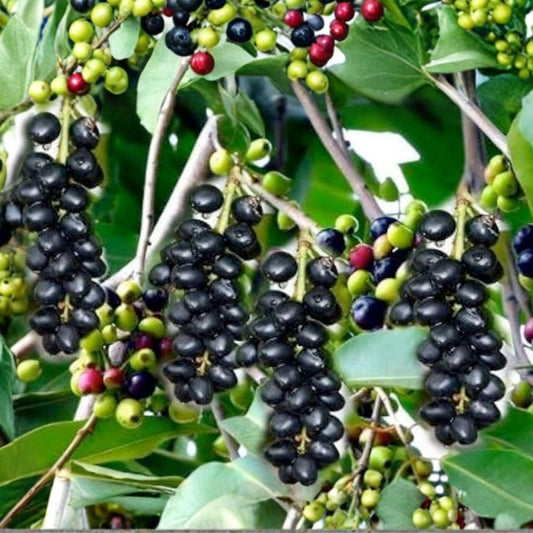 Jamun Cuttings 5 Pack – Syzygium cumini Fruit Tree Propagation Unrooted Stem Cuttings