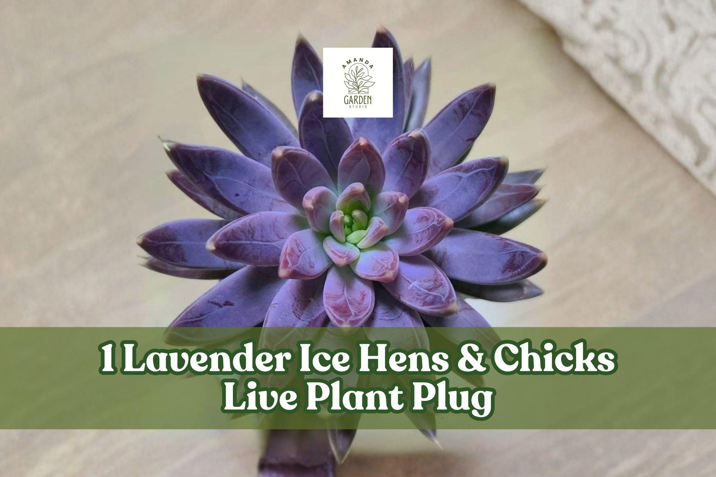 Lavender Ice Hens & Chicks Live Succulent Plug - Sempervivum ‘Lavender Ice’ Hardy Rosette Plant for Rock Gardens & Containers