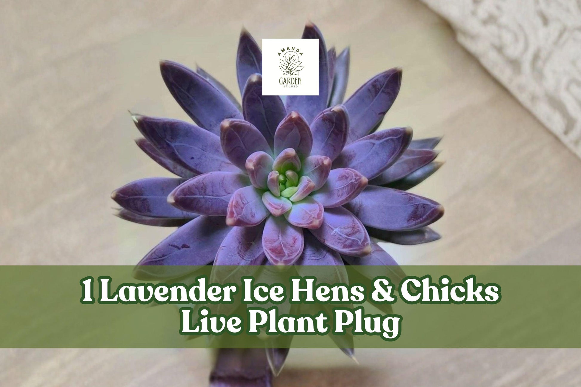 Lavender Ice Hens & Chicks Live Succulent Plug - Sempervivum ‘Lavender Ice’ Hardy Rosette Plant for Rock Gardens & Containers