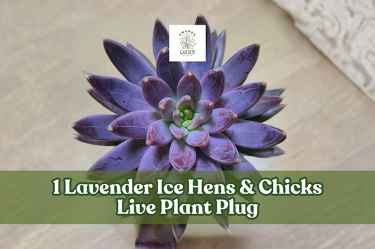Lavender Ice Hens & Chicks Live Succulent Plug - Sempervivum ‘Lavender Ice’ Hardy Rosette Plant for Rock Gardens & Containers