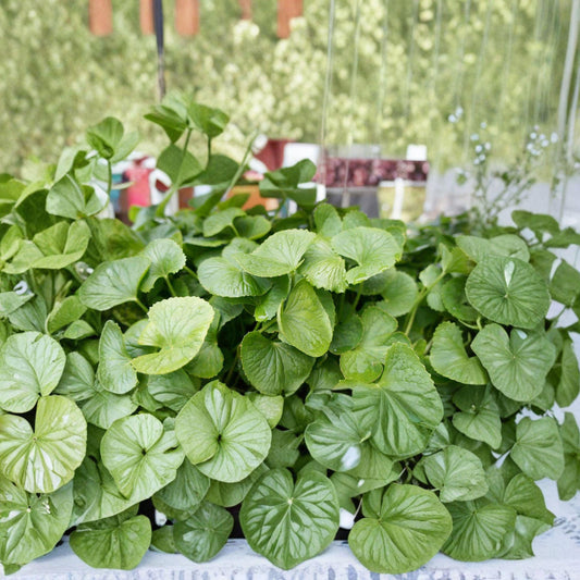 Gotu Kola Bare Root Plants – Centella asiatica Herb, Ground Cover, Pennywort, Rau Má, 10 Live Roots