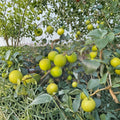 Taiwan Giant Jujube Cuttings – Ziziphus jujuba – Grafting Propagation – Unrooted Fruit Tree Scions