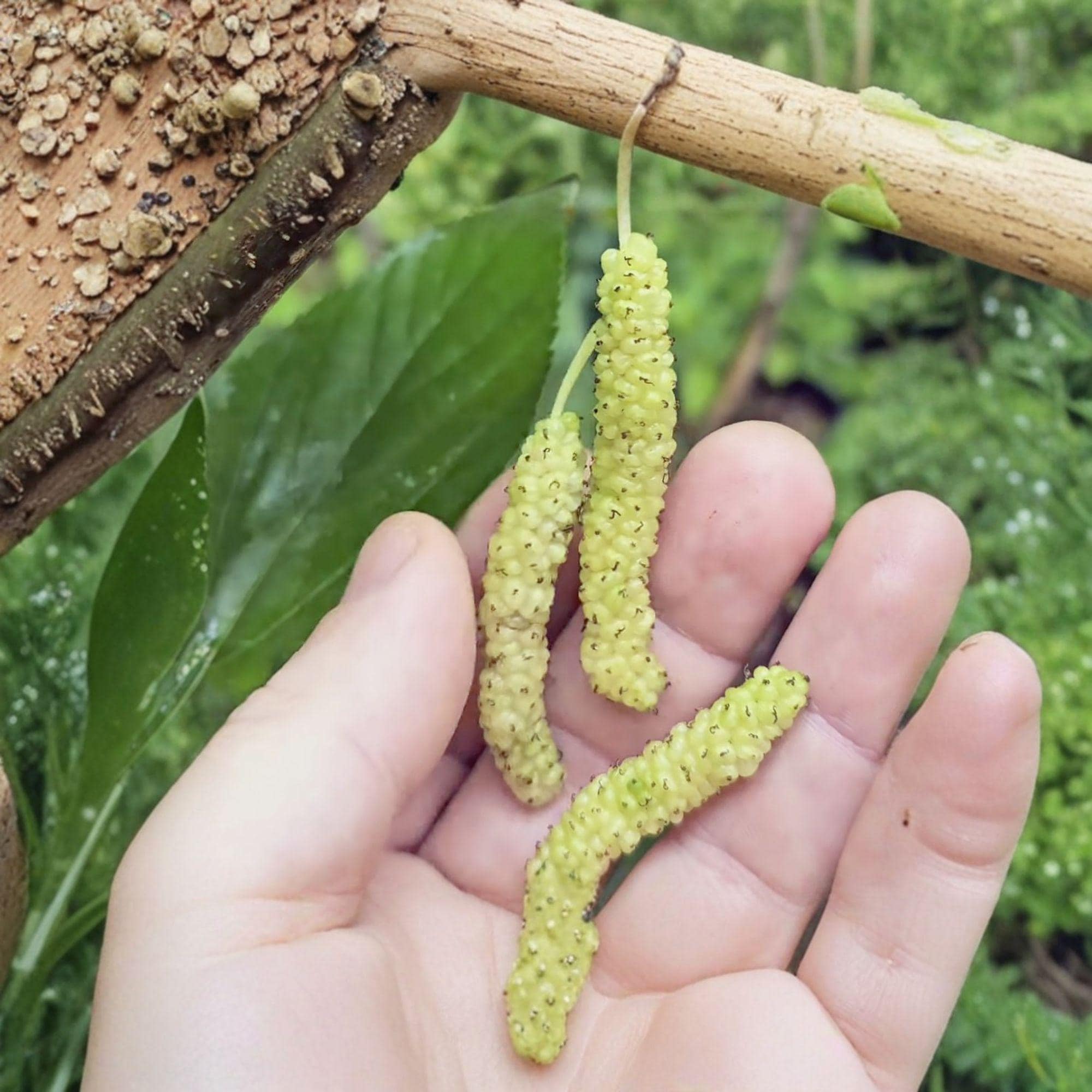 Pakistan White Mulberry Cuttings – 10 Unrooted Stem Propagation Material – Morus alba Fruit Tree