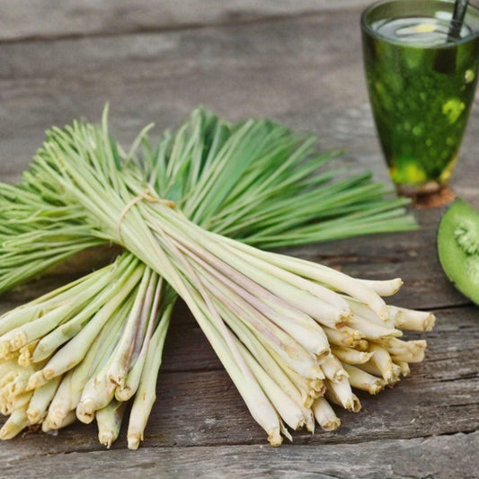 Lemongrass Live Plant 10 Stalks Cymbopogon citratus Rooted Herb for Garden or Container Growing