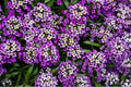 Royal Carpet Sweet Alyssum Seeds – Dwarf Purple Fragrant Ground Cover, Lobularia maritima, 100 Pack