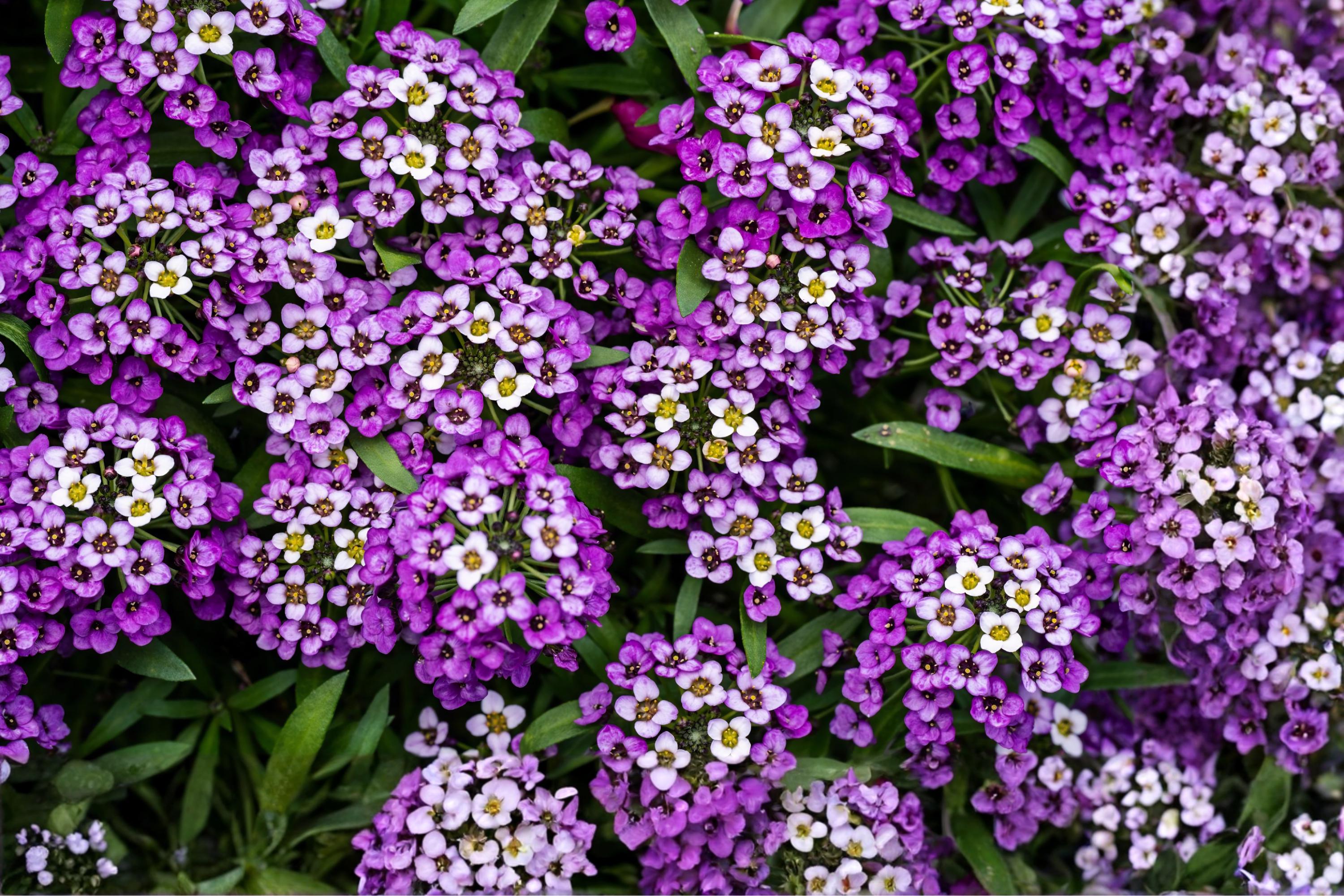 Royal Carpet Sweet Alyssum Seeds – Dwarf Purple Fragrant Ground Cover, Lobularia maritima, 100 Pack