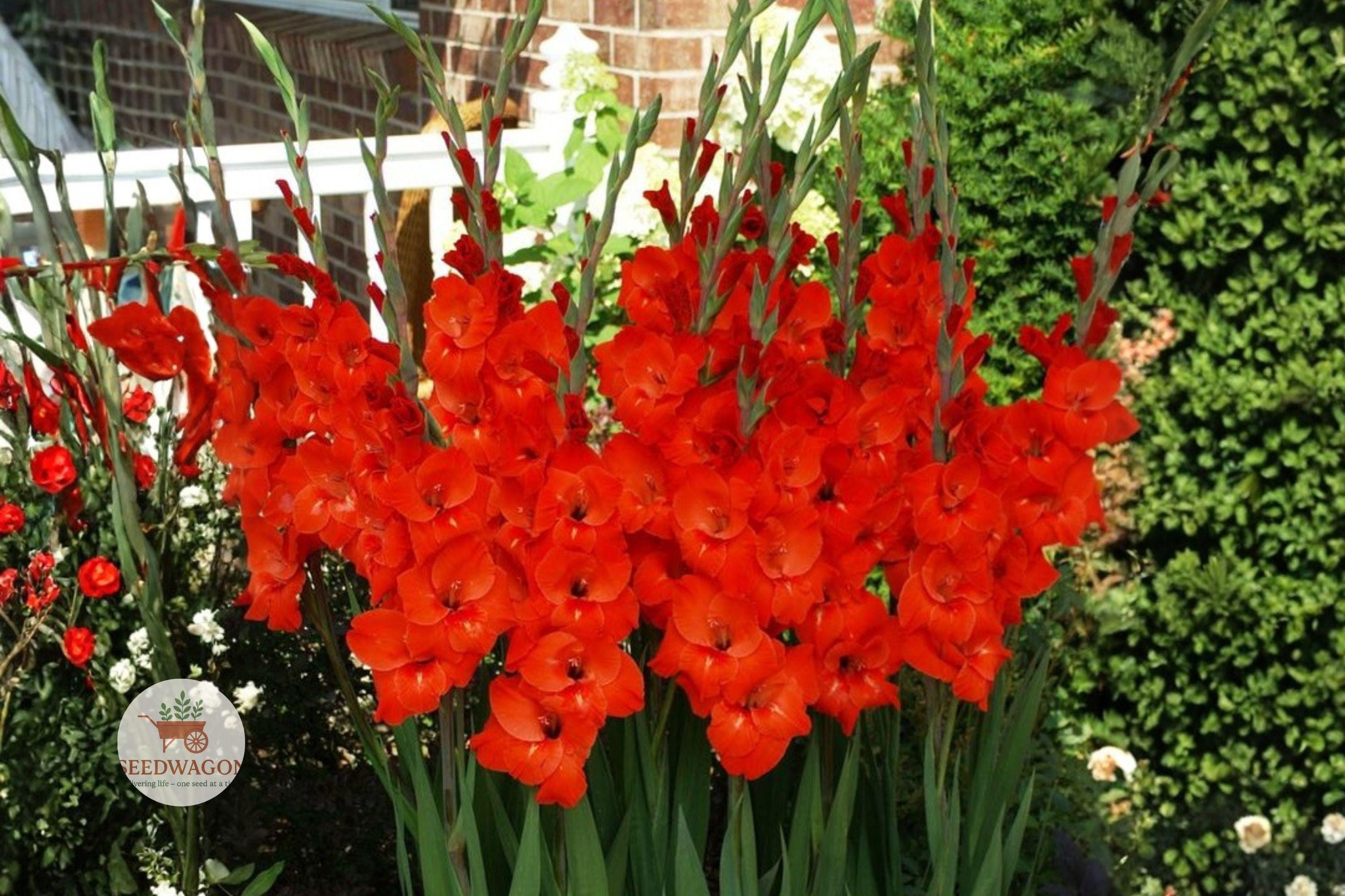 Red Gladiolus Bulbs – Tall Summer Flowering Spike for Garden Beds & Cut Flowers – Gladiolus spp.