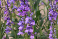 Rocky Mountain Penstemon Seeds | Penstemon strictus Native Perennial for Xeriscaping, Pollinator Gardens, Drought Tolerant