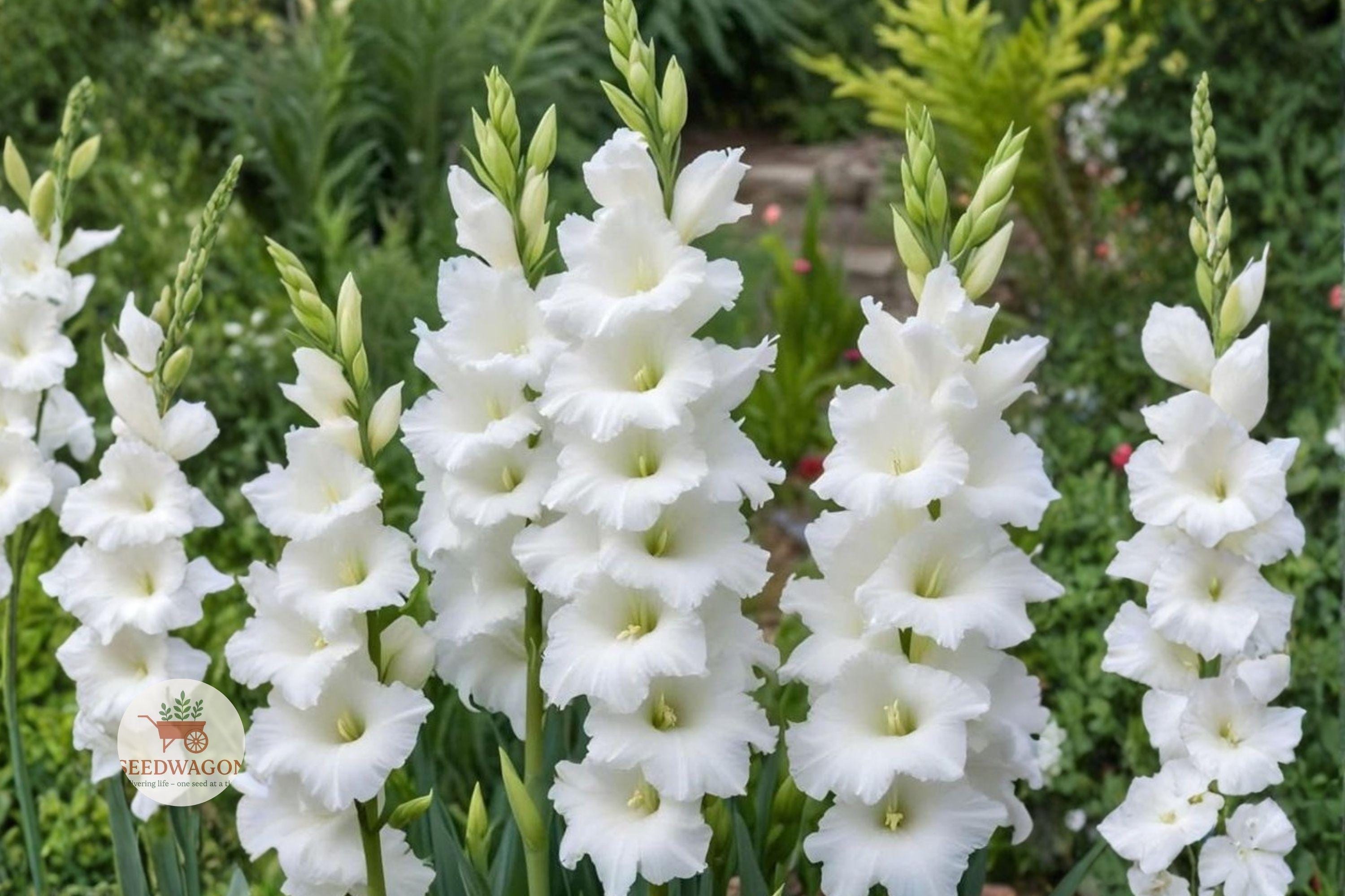 White Gladiolus Bulbs – Summer Bloom Flower Spikes – Gladiolus spp. for Garden Beds & Cut Flowers