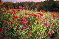 California Giants Zinnia Seeds (50) | Tall Bright Colorful Heirloom Zinnia Mix | Zinnia elegans Flower Seeds