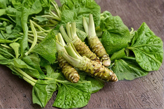 Japanese Wasabi Seeds – Edible Root Plant, Shade-Garden, Perennial, Wasabia japonica, 5 Seeds