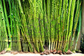 Horsetail Plant Cutting | Equisetum hyemale | Aquatic & Water Garden Plant | Perennial, Reed-Like, Moist Soil