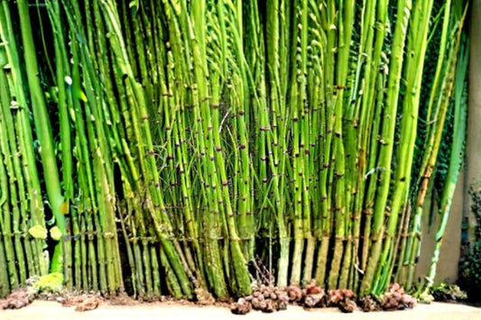 Horsetail Plant Cutting | Equisetum hyemale | Aquatic & Water Garden Plant | Perennial, Reed-Like, Moist Soil