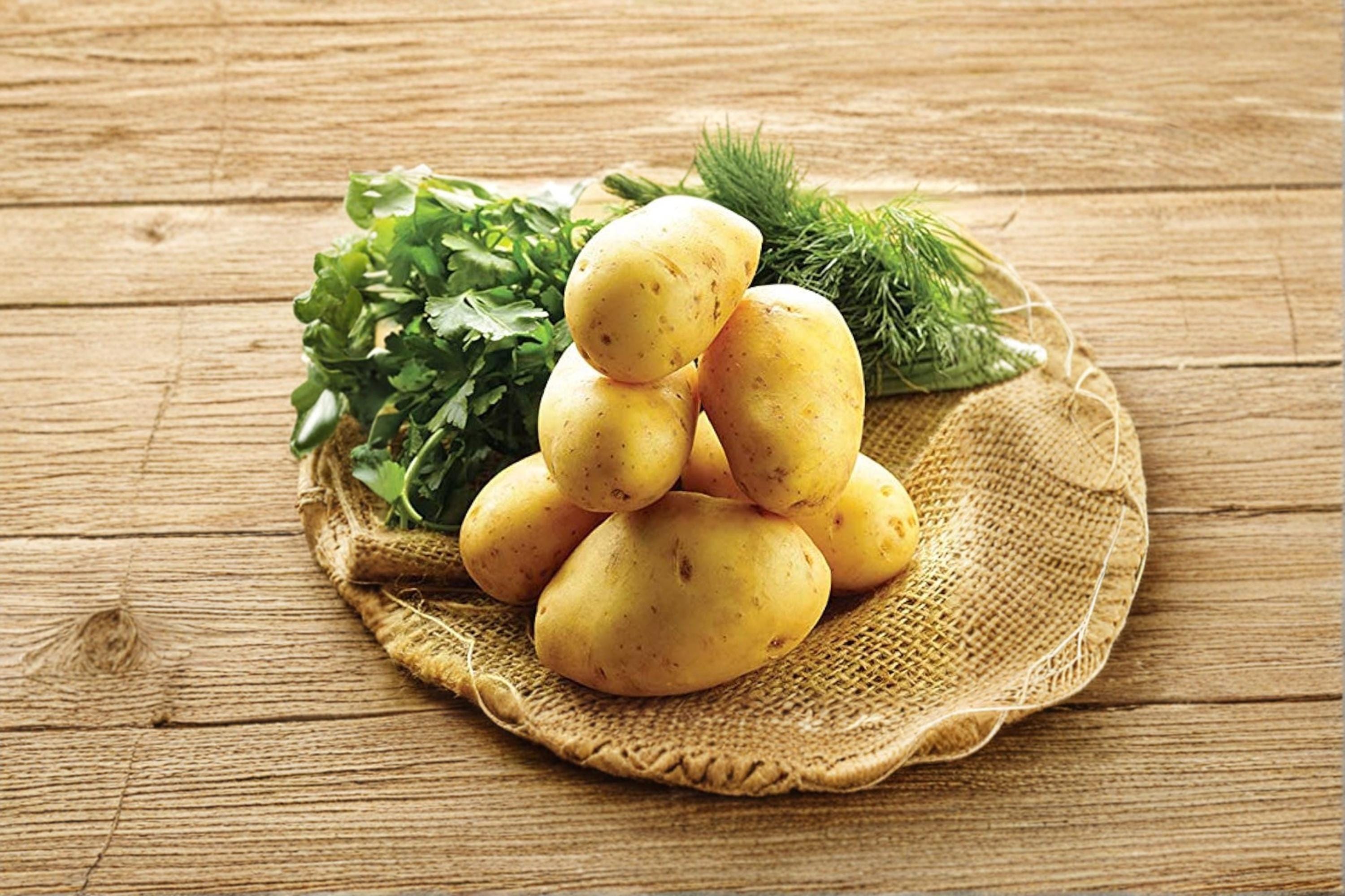 German Butterball Seed Potatoes – 3 Pounds Heirloom Solanum tuberosum for Garden Planting