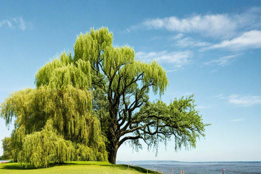Golden Weeping Willow Cuttings – Salix babylonica, Live Ornamental Tree Propagation, Fast-Growing Shade & Privacy Tree