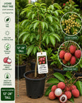 Lychee Live Fruit Tree 12–24 Inches Tall – Litchi chinensis – Tropical Fruit Tree for Garden or Patio