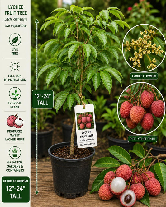 Lychee Live Fruit Tree 12–24 Inches Tall – Litchi chinensis – Tropical Fruit Tree for Garden or Patio