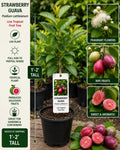 Strawberry Guava Live Fruit Tree 1-2 Feet Tall – Psidium cattleianum – Edible Fruit Tree, Tropical Plant, Garden Tree