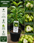 Green Wax Jambu Live Fruit Tree 12-24 Inches Tall – Syzygium samarangense – Non-GMO Tropical Fruit Tree