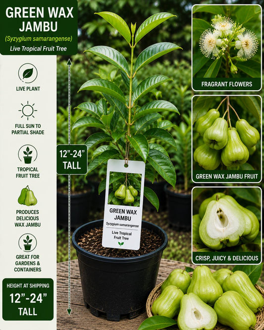 Green Wax Jambu Live Fruit Tree 12-24 Inches Tall – Syzygium samarangense – Non-GMO Tropical Fruit Tree