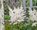 Astilbe Younique White Bare Root Plant – Compact Shade Perennial with Creamy White Feathery Flowers, Astilbe hybrid