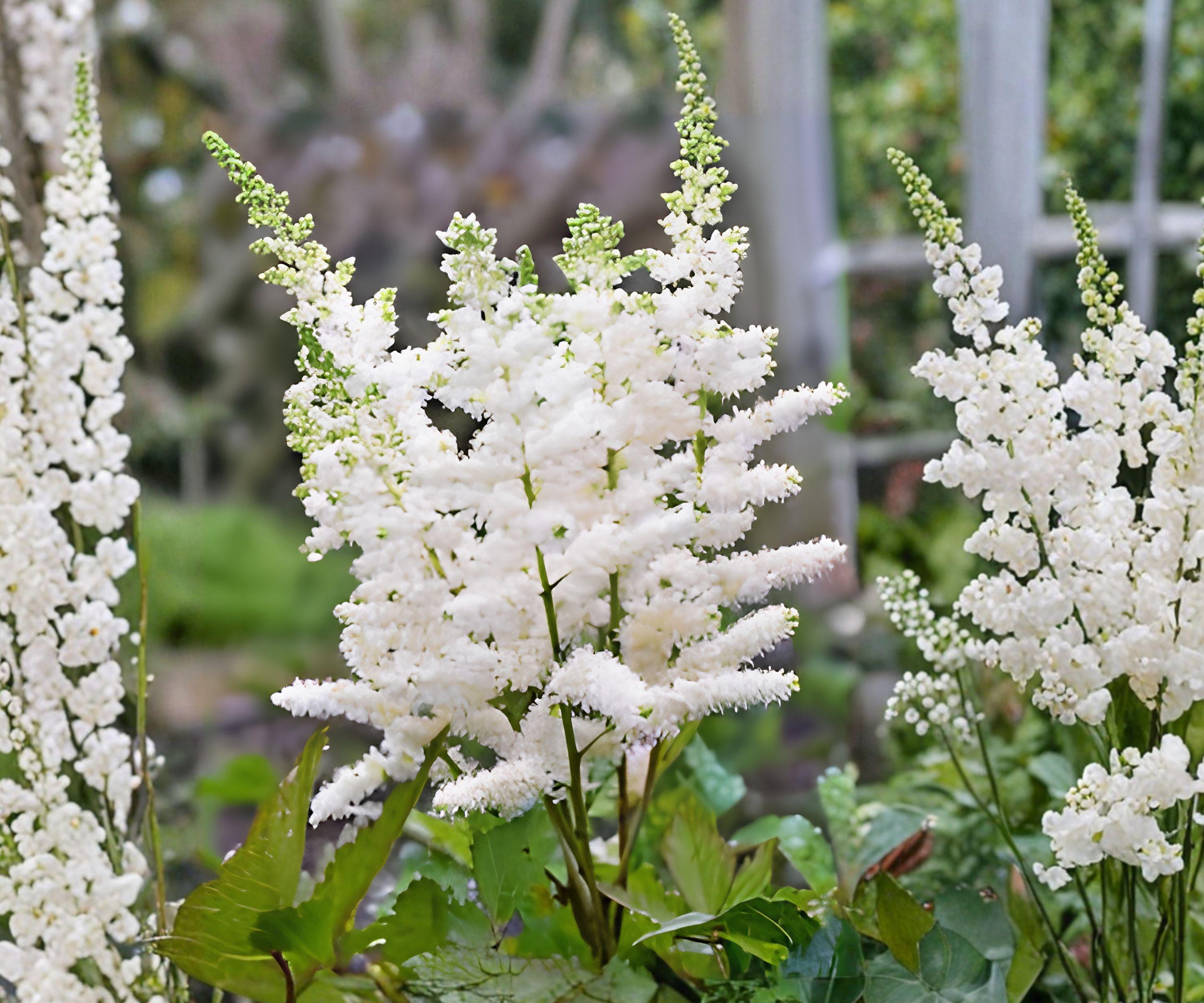 Astilbe Younique White Bare Root Plant – Compact Shade Perennial with Creamy White Feathery Flowers, Astilbe hybrid