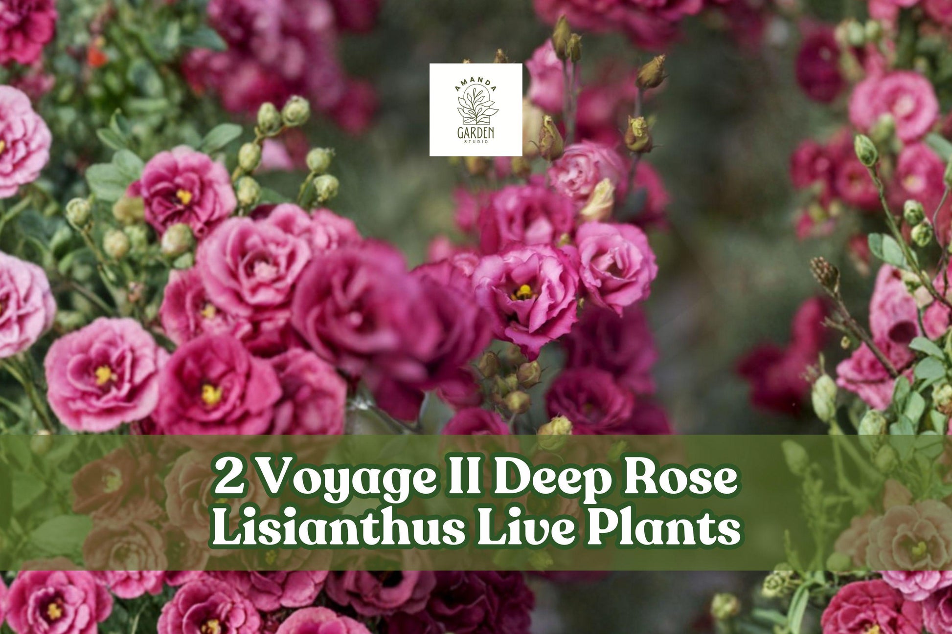 2 Voyage II Deep Rose Lisianthus Live Starter Plants | Eustoma grandiflorum Flowering Plants for Containers & Gardens