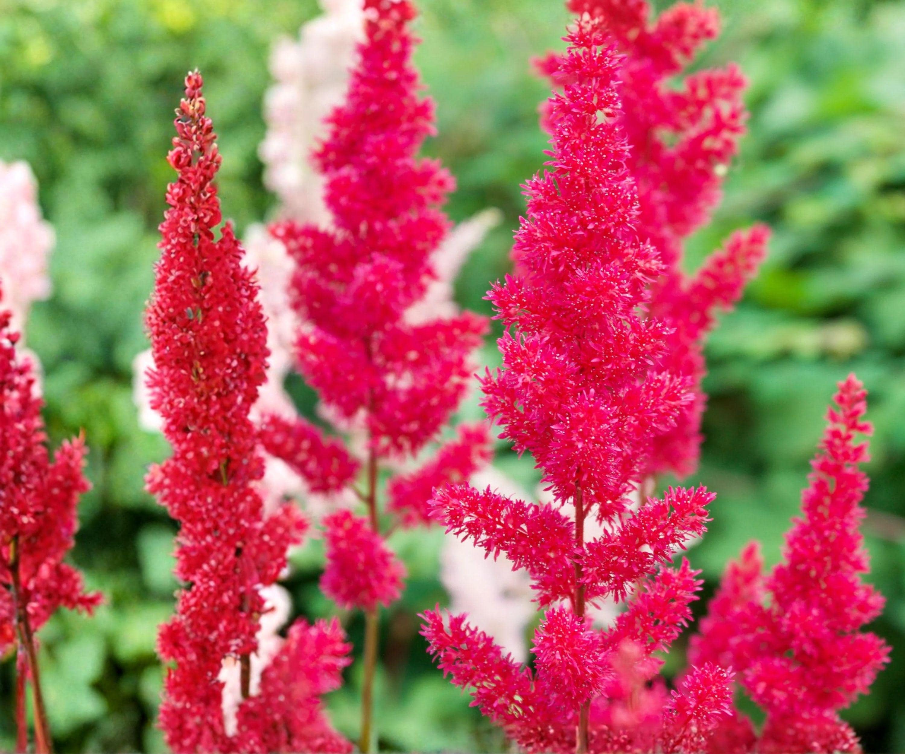 Astilbe Younique Carmine Bare Root Plant – Cherry Pink Feathery Plumes, Perennial Shade Garden, Zone 3-8