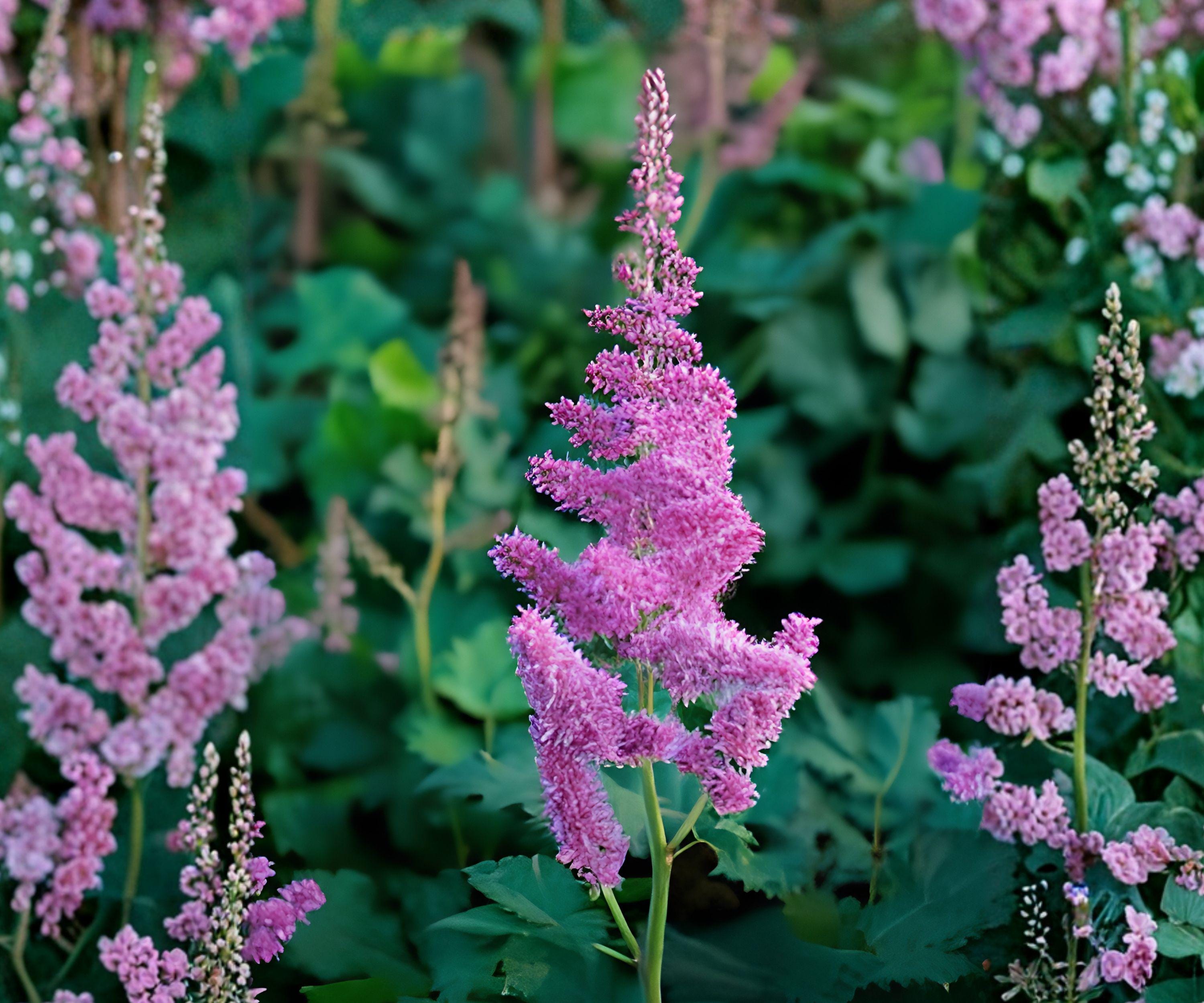 Astilbe Vision Bare Root Plant – Raspberry Pink Feathery Plumes, Shade-Loving Perennial, Zone 4-8
