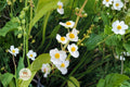 Common Arrowhead Seeds, Sagittaria latifolia, Native Aquatic Perennial for Ponds, Wetlands & Bog Gardens, 100 Seeds