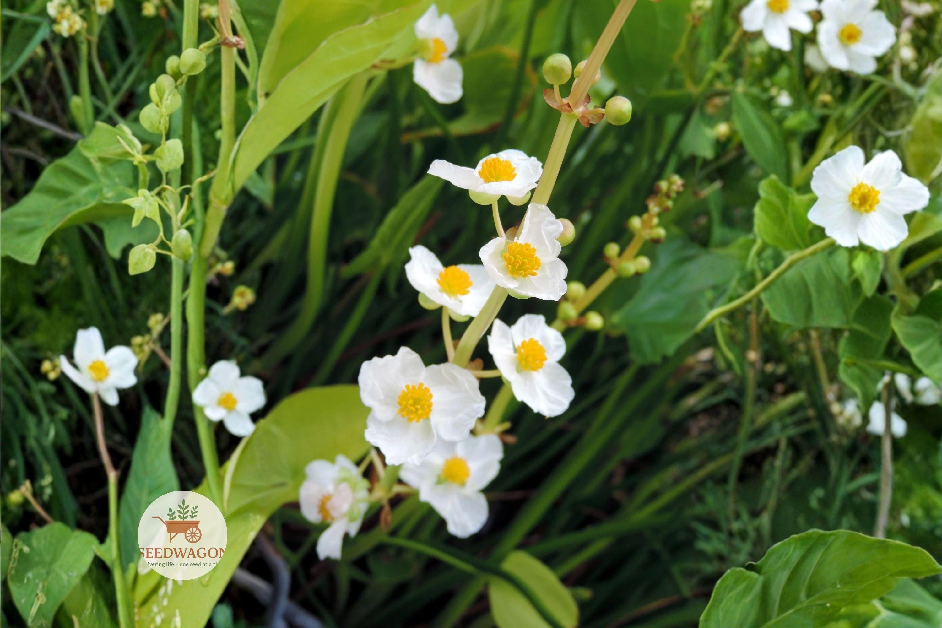 Common Arrowhead Seeds, Sagittaria latifolia, Native Aquatic Perennial for Ponds, Wetlands & Bog Gardens, 100 Seeds