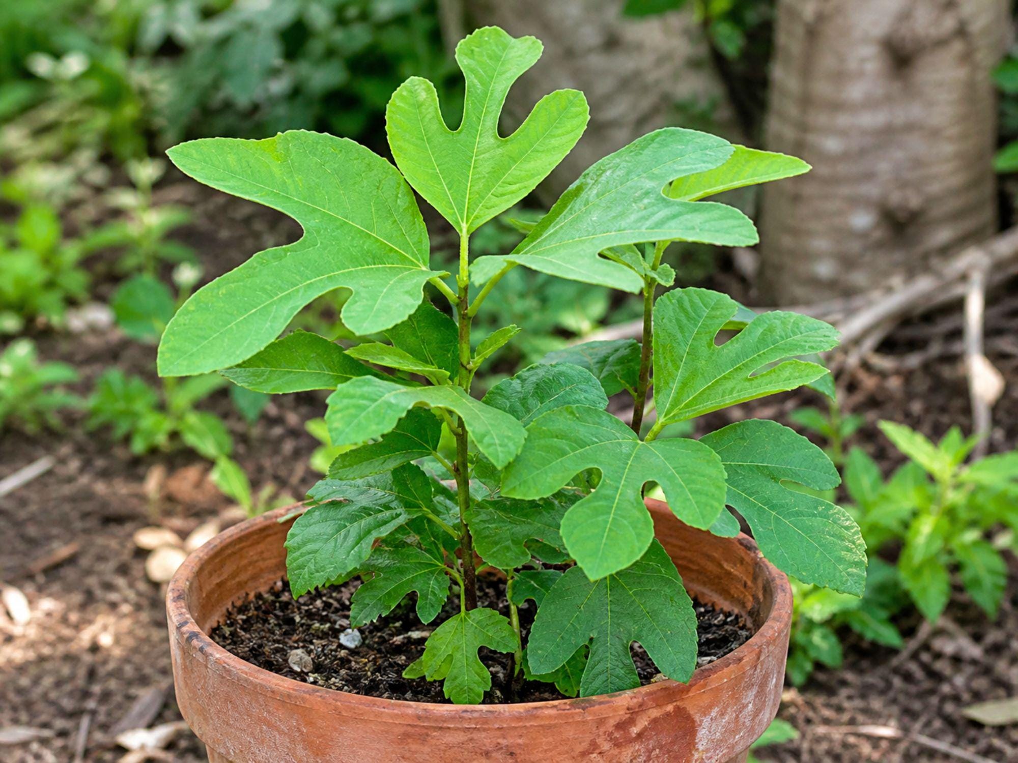 Sassafras albidum Bare Root Tree 12–24in Native Fall Color Landscape Plant