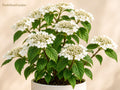 Japanese Snowball Viburnum plicatum Bare Root Shrub 12-24in Flowering Spring Garden Plant