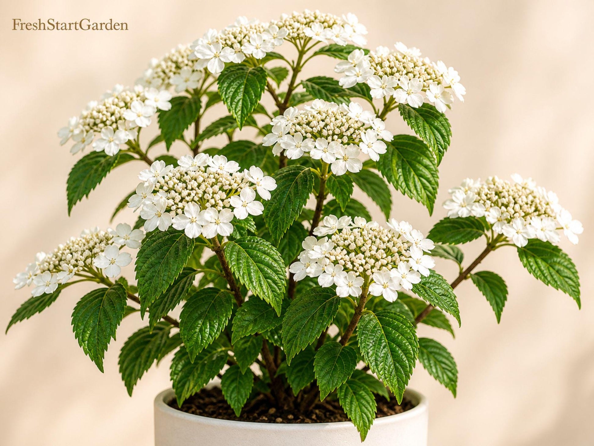 Japanese Snowball Viburnum plicatum Bare Root Shrub 12-24in Flowering Spring Garden Plant